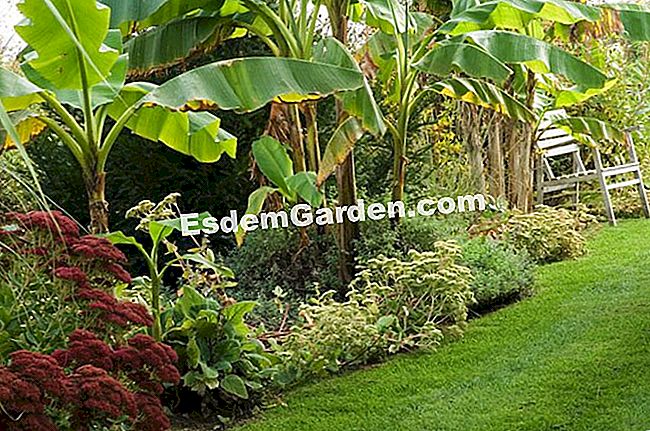 Plantați banana - (care) Banane - F. Marre - EsdemGarden - Gradina Roquelin