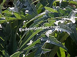 Cardon - (yang) Cardon - Daun