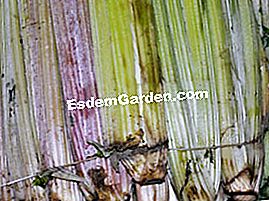 Cardon - (cardon) Cardones de Argel