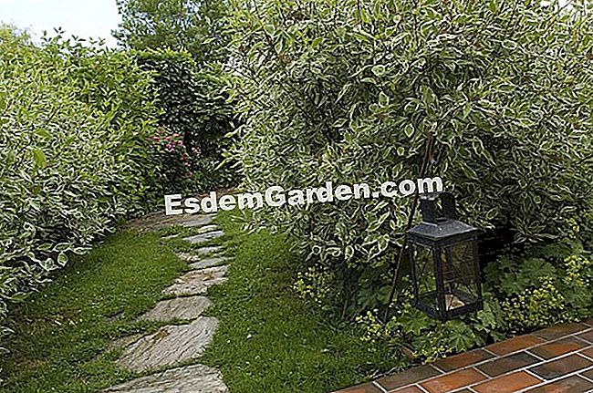 Una passerella a gradini giapponesi - (gradini) Una passerella a gradini giapponesi