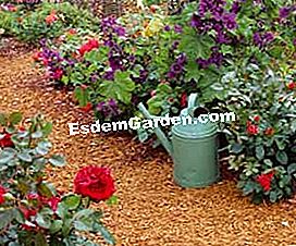 Wählen und installieren Sie Mulch und recycelte Mulch für Gartenwege - (recycelte) © D.R.