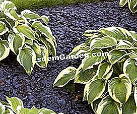 Wählen und installieren Sie Mulch und recycelte Mulch für Gartenwege - (mulch) © D.R.