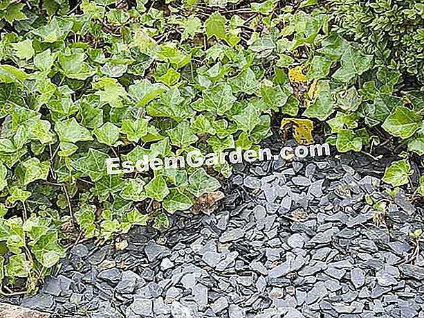 Wählen und installieren Sie Mulch und recycelte Mulch für Gartenwege - (wählen) F. Marre - Gärten für den Frieden - Bitche