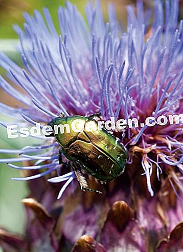 Courson άνοιξη 2014, esdemgarden.comεκθέτει τις φωτογραφίες του -esdemgarden.com Τα θαύματα της φύσης