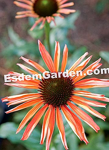 Courson άνοιξη 2014, esdemgarden.comεκθέτει τις φωτογραφίες του -esdemgarden.com F. Marre -esdemgarden.com