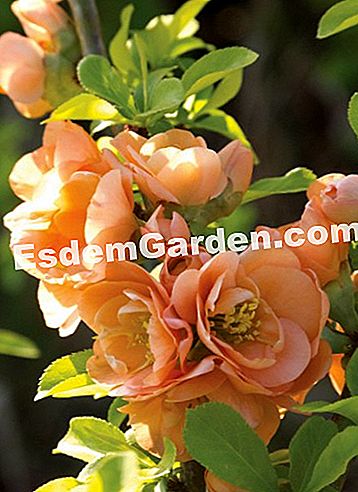 Courson άνοιξη 2014, esdemgarden.comεκθέτει τις φωτογραφίες του - εκθέτει Ο διακοσμητικός κήπος