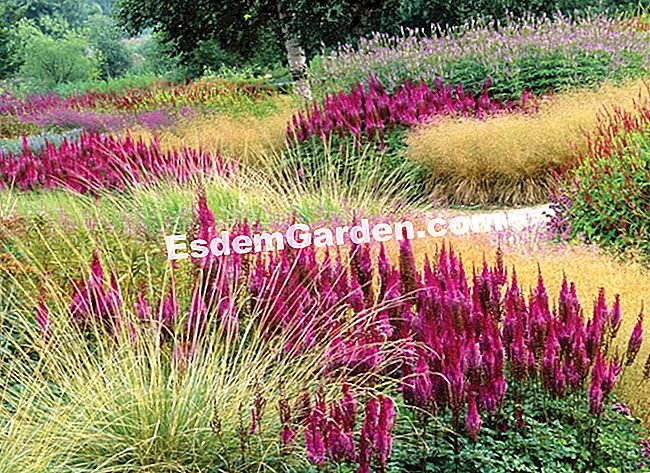 Courson άνοιξη 2014, esdemgarden.comεκθέτει τις φωτογραφίες του - εκθέτει Ρ. Perdereau -esdemgarden.com