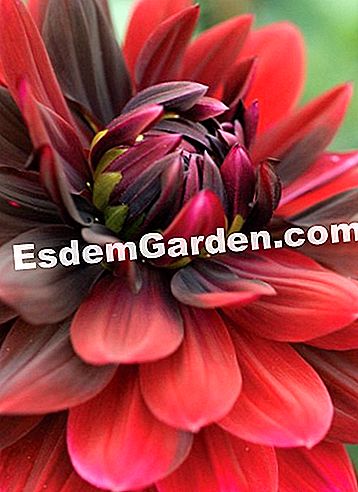 Courson άνοιξη 2014, esdemgarden.comεκθέτει τις φωτογραφίες του - άνοιξη Ο διακοσμητικός κήπος