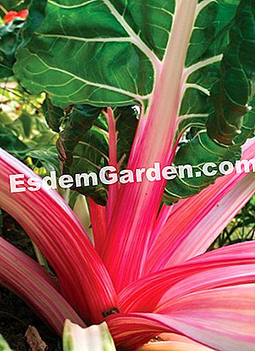 Courson άνοιξη 2014, esdemgarden.comεκθέτει τις φωτογραφίες του - courson Ο κήπος των τροφίμων