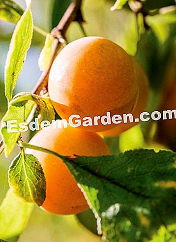 Courson άνοιξη 2014, esdemgarden.comεκθέτει τις φωτογραφίες του - εκθέτει Ο κήπος των τροφίμων