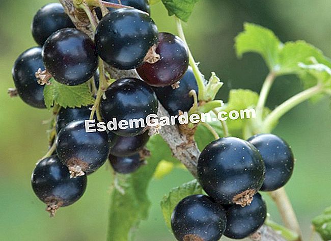 Courson άνοιξη 2014, esdemgarden.comεκθέτει τις φωτογραφίες του - 2014 Ο κήπος των τροφίμων