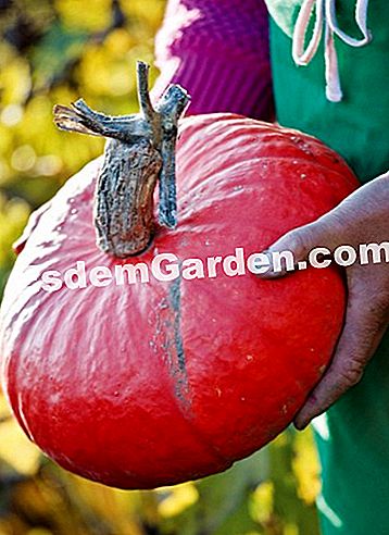 Courson άνοιξη 2014, esdemgarden.comεκθέτει τις φωτογραφίες του -esdemgarden.com Ο κήπος των τροφίμων