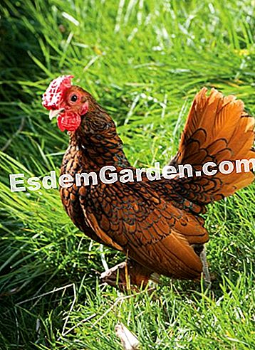 Courson άνοιξη 2014, esdemgarden.comεκθέτει τις φωτογραφίες του - 2014 Ο κήπος των τροφίμων