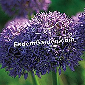 Disegnare un flusso: il paesaggio delle banche - (banche) Allium