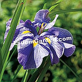 Disegnare un flusso: il paesaggio delle banche - (flusso) Iris dal Giappone