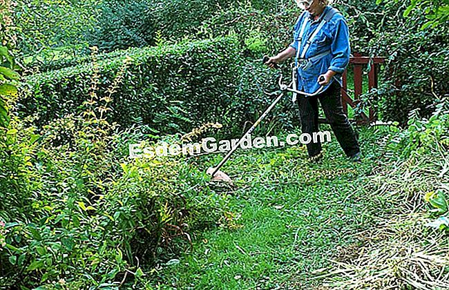 Manutenzione del giardino: bonifica di terreni incolti - (della) F. Marre - EsdemGarden - The Pinard Wood - Marie Marcat