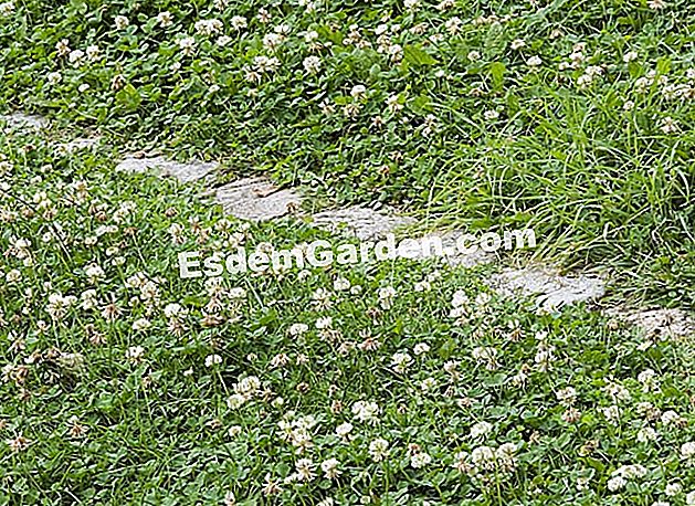 Il mio primo giardino: consigli per i giardinieri in fretta - (giardinieri) Un giardino selvaggio: prato di trifoglio bianco e vicolo discreto - Gally Farm Garden Center - F. Marre - EsdemGarden