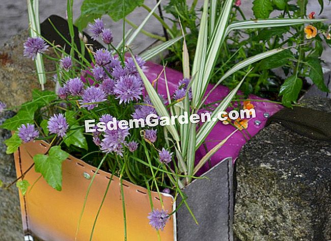 I nostri giardini del giardino preferiti 2013 - (garden) Dadagreen, Paris Label