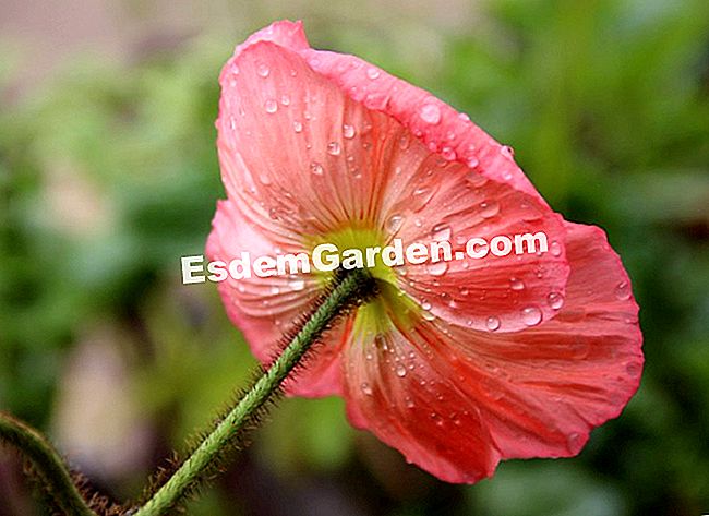 I nostri giardini del giardino preferiti 2013 - (giardini) Papavero dopo la pioggia