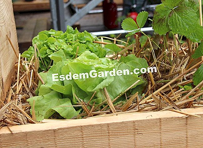 I nostri giardini del giardino preferiti 2013 - (giardini) Quando l'orto è invitato sulla terrazza