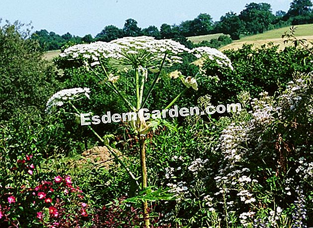 Rifiuta di adottare piante invasive Hogweed gigante