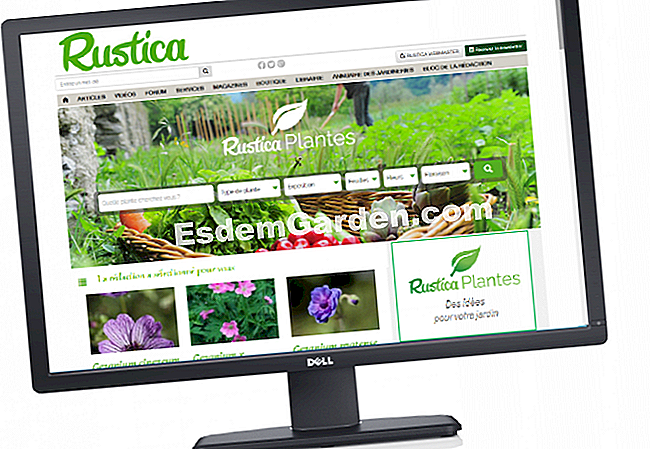 Aesdemgarden.comPlantes, az online enciklopédia növény megtalálására -esdemgarden.comPlantes otthoni rusztikus növények