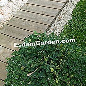 Ein Gehweg in Gittern - (Garten) Weg des hölzernen Brettes