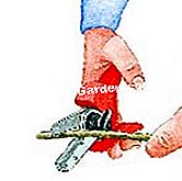 Memilih dan menggunakan pruner anda di taman - (pruner) secateurs