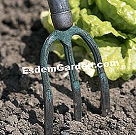 Alat yang betul untuk mengekalkan tanaman sayur-sayuran - (untuk) cakar
