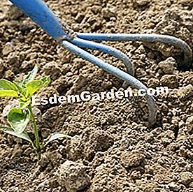 Alat yang betul untuk mengekalkan tanaman sayur-sayuran - (yang) Kuku kecil
