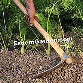 Alat yang betul untuk mengekalkan tanaman sayur-sayuran - (untuk) Bunching adas dengan cangkul