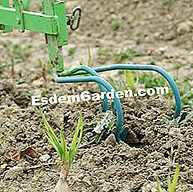 Alat yang betul untuk mengekalkan tanaman sayur-sayuran - (yang) Sayuran sayuran digunakan untuk merumput di antara baris bawang