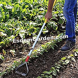 Alat yang betul untuk mengekalkan tanaman sayur-sayuran - (alat) Membersihkan baris kacang 'Organdi' dengan batang dengan pemegang yang boleh ditanggalkan