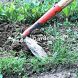 Alat yang betul untuk mengekalkan tanaman sayur-sayuran - (untuk) Membersihkan baris dengan cangkul