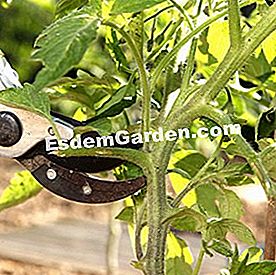 Alat yang betul untuk mengekalkan tanaman sayur-sayuran - (sayur-sayuran) Saiz tomato