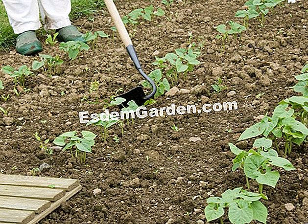 Alat yang betul untuk mengekalkan tanaman sayur-sayuran - (sayur-sayuran) Penyelenggaraan barisan kacang muda dengan cangkul