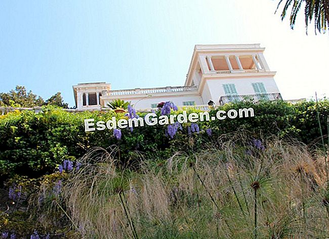 A Maria Serena kert (Alpes-Maritimes) - kert A papirusz és a wisteria felett a kert uralja a Villa