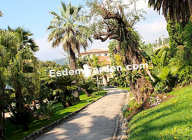 A Maria Serena kert (Alpes-Maritimes) - alpes-maritimes A Menton éghajlata lehetővé teszi a növények termesztését, mint még sehol másutt