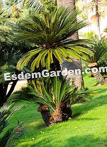 A Maria Serena kert (Alpes-Maritimes) - serena Cycas revoluta