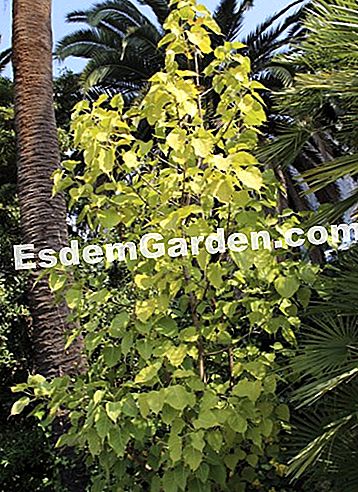 A Maria Serena kert (Alpes-Maritimes) - Maria Ficus religiosa. A legenda szerint Buddha megkapta volna a kinyilatkoztatást a pagodák fügefa alatt