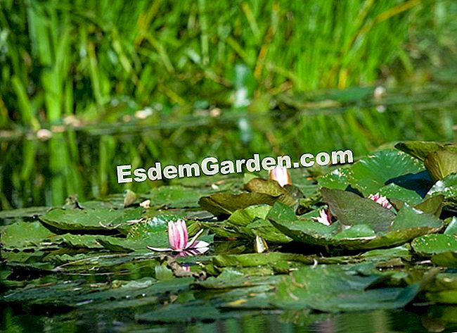 През лятото водни лилии идват да украсят езерцето - Снимка: Фондация Клод Моне, Giverny / Правата запазени