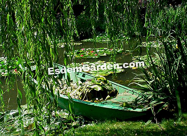Лодката на водоема с водна лилия - Снимка: Фондация Клод Моне, Giverny / Права запазени