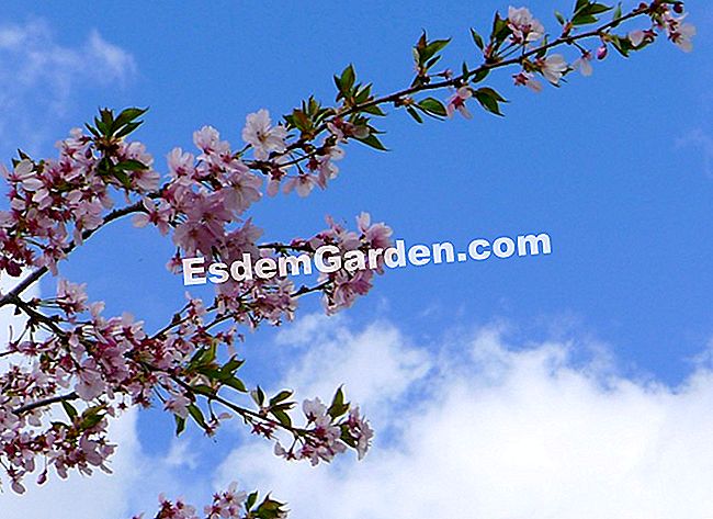 Очарованието на пролетта в градината на Клод Моне