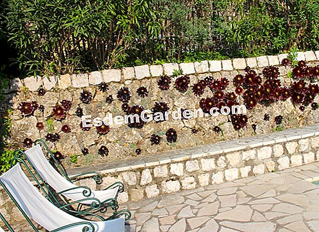 A Grasse-i Fort France villa kertje (06) - france aeoniums a kő falon