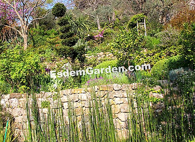 A Grasse-i Fort France villa kertje (06) - france zsurló és kő fal