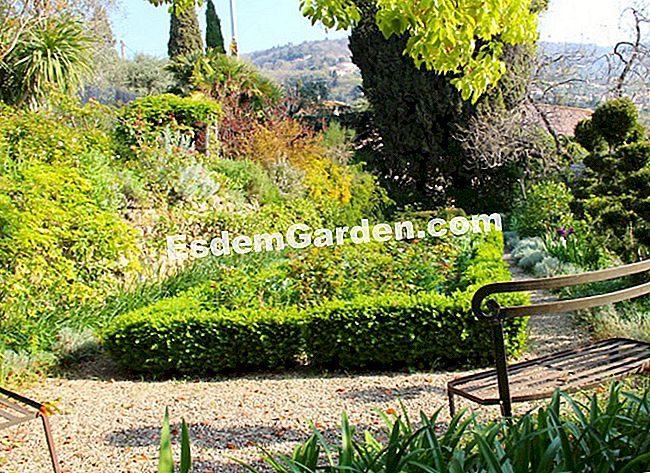 A Grasse-i Fort France villa kertje (06) - villa A kis dugványok nagyobbak lettek