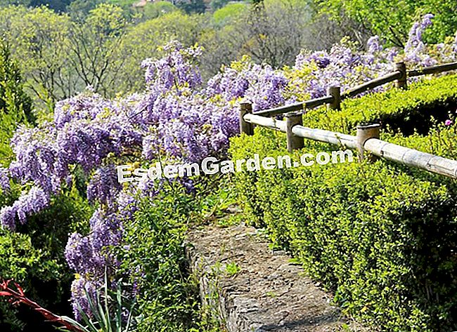 Taman Villa Noailles di Grasse (06) - (noailles) Wistaria