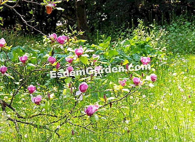 Taman Villa Noailles di Grasse (06) - (grasse) Magnolias dalam mekar