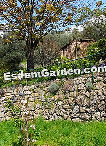 Taman Villa Noailles di Grasse (06) - (grasse) dinding batu