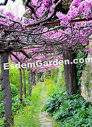 Taman Villa Noailles di Grasse (06) - (villa) pergola pokok Judas